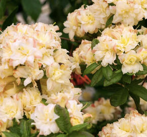 Azalka 'Cannon's Double'