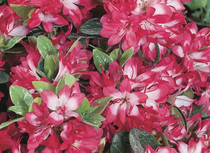 Azalka japonská 'Izumi no mai' - Azalea japonica 'Izumi no mai'