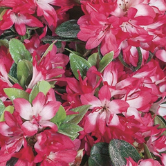 Azalka japonská 'Izumi no mai' - Azalea japonica 'Izumi no mai'