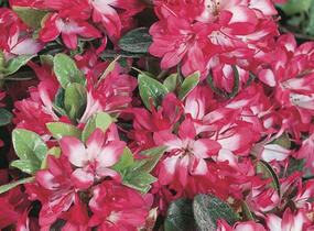 Azalka japonská 'Izumi no mai' - Azalea japonica 'Izumi no mai'