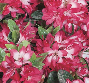 Azalka japonská 'Izumi no mai' - Azalea japonica 'Izumi no mai'