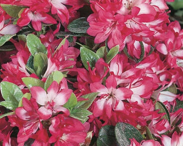 Azalka japonská 'Izumi no mai'