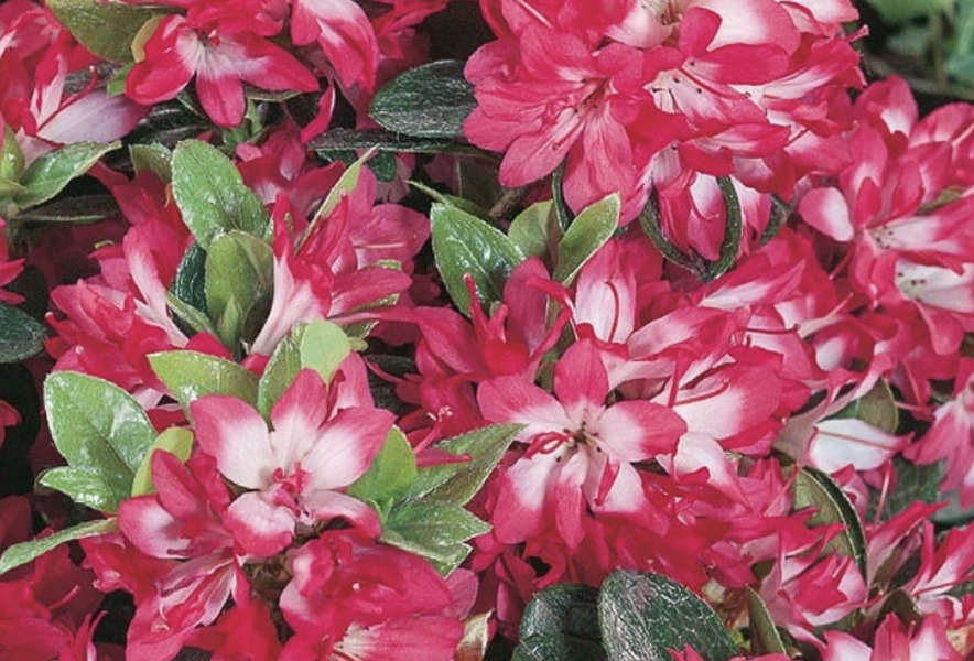 Azalka japonská 'Izumi no mai' - Azalea japonica 'Izumi no mai'