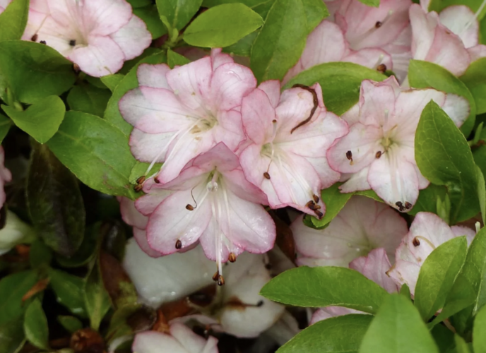 Azalka japonská 'Peggy Ann' - Azalea japonica 'Peggy Ann'