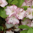 Azalka japonská 'Peggy Ann' - Azalea japonica 'Peggy Ann'