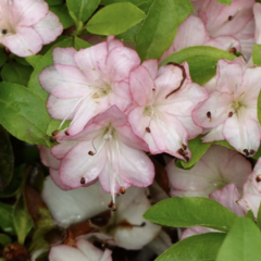 Azalka japonská 'Peggy Ann' - Azalea japonica 'Peggy Ann'