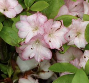 Azalka japonská 'Peggy Ann' - Azalea japonica 'Peggy Ann'