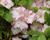 Azalka japonská 'Peggy Ann'