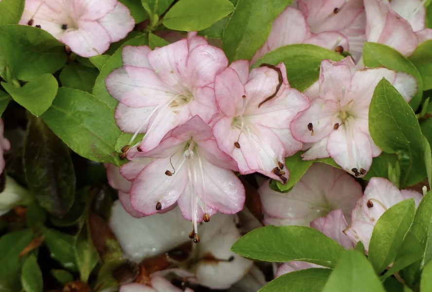 Azalka japonská 'Peggy Ann' - Azalea japonica 'Peggy Ann'