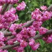 Zmarlika kanadská 'Pink Pom Pom' - Cercis canadensis 'Pink Pom Pom'