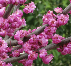 Zmarlika kanadská 'Pink Pom Pom' - Cercis canadensis 'Pink Pom Pom'