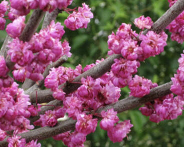 Zmarlika kanadská 'Pink Pom Pom'