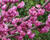 Zmarlika kanadská 'Pink Pom Pom'
