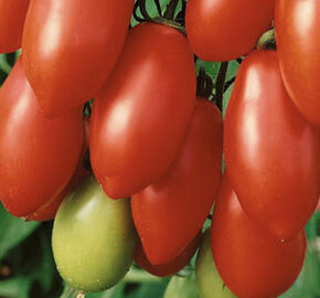 Rajče tyčkové 'San Marzano 3'