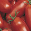 Rajče tyčkové 'Delikano' F1 - Lycopersicon esculentum 'Delikano' F1