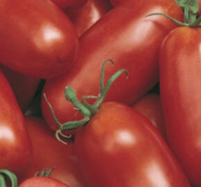 Rajče tyčkové 'Delikano' F1