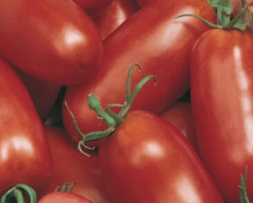 Rajče tyčkové 'Delikano' F1