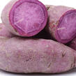 Povíjnice batátová 'Erato Violet' - Ipomoea batatas 'Erato Violet'
