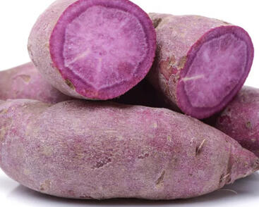 Povíjnice batátová 'Erato Violet'