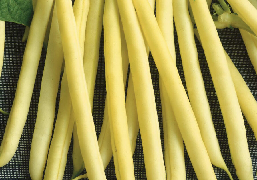 Fazol obecný keříčkový 'Maxidor' - Phaseolus vulgaris var. nanus 'Maxidor'