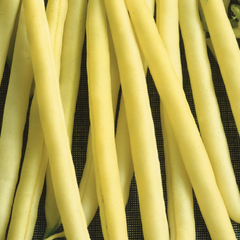 Fazol obecný keříčkový 'Maxidor' - Phaseolus vulgaris var. nanus 'Maxidor'