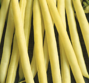 Fazol obecný keříčkový 'Maxidor'