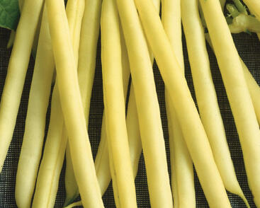 Fazol obecný keříčkový 'Maxidor'