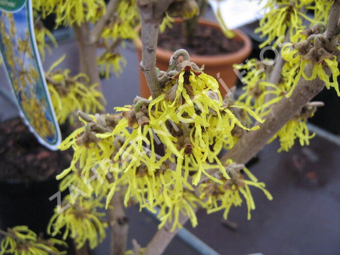 Vilín japonský 'Arnold Promise' - Hamamelis japonica 'Arnold Promise'