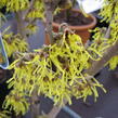 Vilín japonský 'Arnold Promise' - Hamamelis japonica 'Arnold Promise'