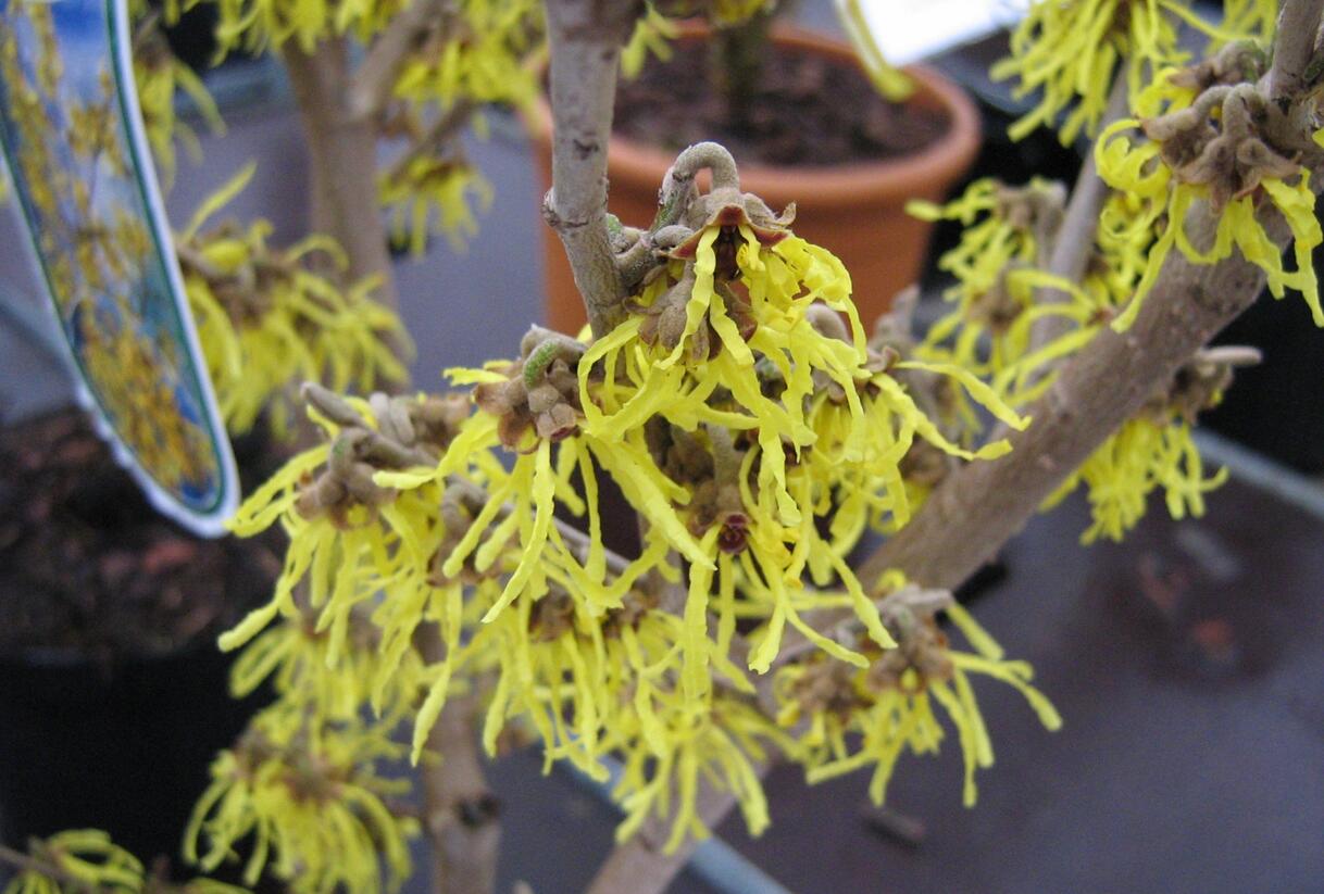 Vilín japonský 'Arnold Promise' - Hamamelis japonica 'Arnold Promise'