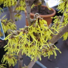 Vilín japonský 'Arnold Promise' - Hamamelis japonica 'Arnold Promise'