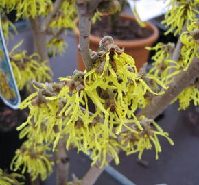 Vilín japonský 'Arnold Promise' - Hamamelis japonica 'Arnold Promise'