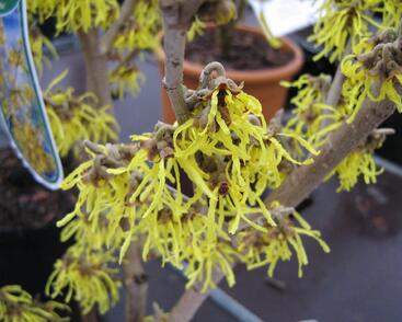 Vilín japonský 'Arnold Promise'