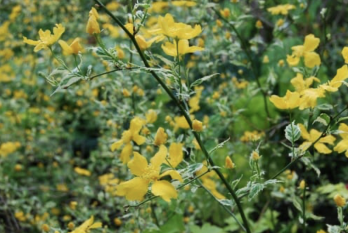 Zákula japonská 'Picta' - Kerria japonica 'Picta'