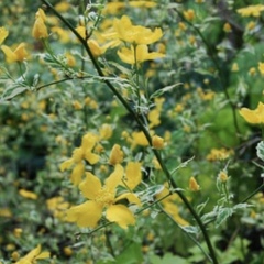 Zákula japonská 'Picta' - Kerria japonica 'Picta'
