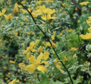 Zákula japonská 'Picta' - Kerria japonica 'Picta'