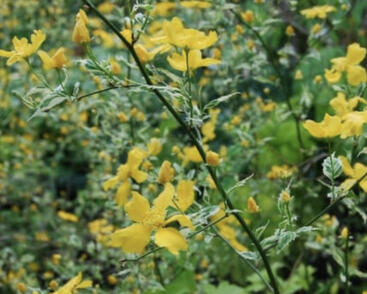 Zákula japonská 'Picta'