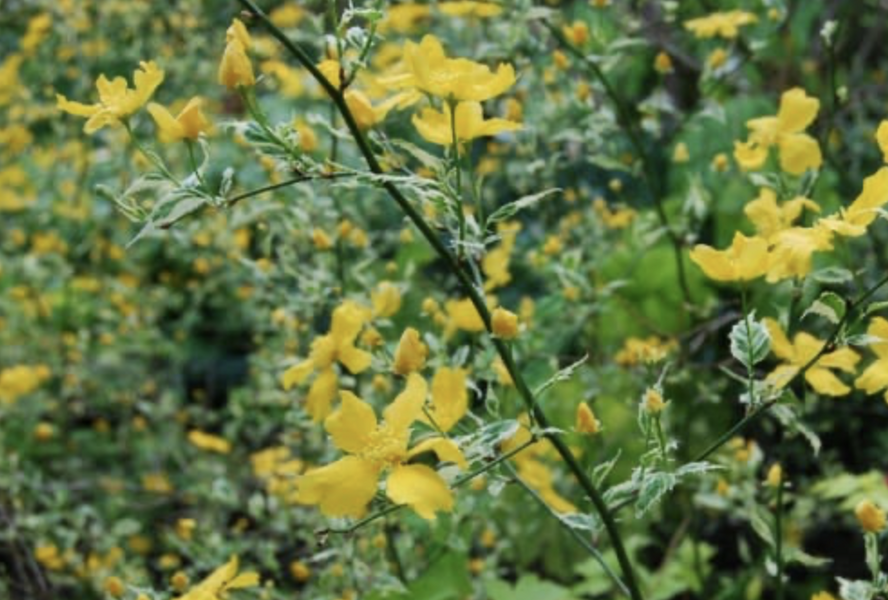 Zákula japonská 'Picta' - Kerria japonica 'Picta'