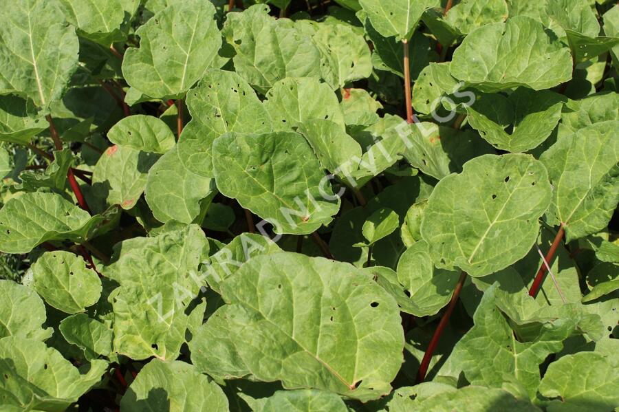 Reveň rebarbora 'Sanvitos Early' - Rheum rhabarbarum 'Sanvitos Early'