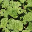 Reveň rebarbora 'Sanvitos Early' - Rheum rhabarbarum 'Sanvitos Early'