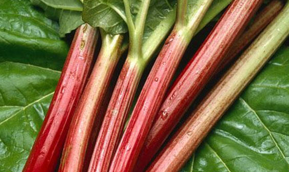 Reveň rebarbora 'Sanvitos Early' - Rheum rhabarbarum 'Sanvitos Early'