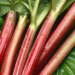 Reveň rebarbora 'Sanvitos Early' - Rheum rhabarbarum 'Sanvitos Early'