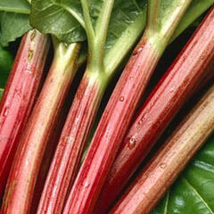 Reveň rebarbora 'Sanvitos Early' - Rheum rhabarbarum 'Sanvitos Early'