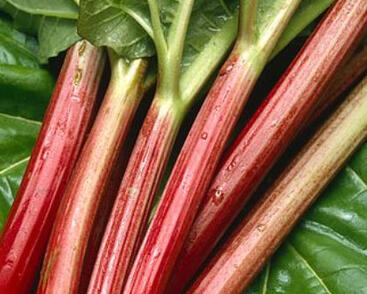 Reveň rebarbora 'Sanvitos Early'