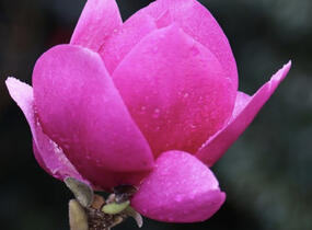 Šácholan 'Cleopatra' - Magnolia 'Cleopatra'