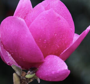 Šácholan 'Cleopatra'