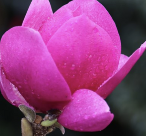 Šácholan 'Cleopatra' - Magnolia 'Cleopatra'