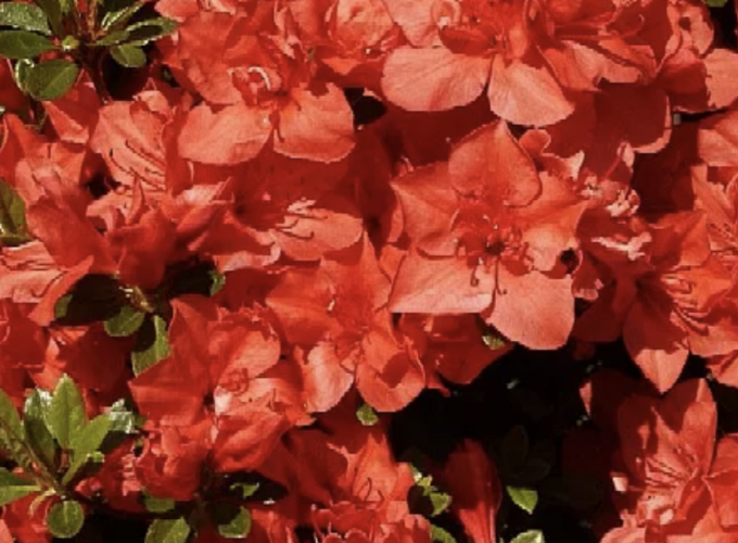 Azalka japonská 'Signalgühen' - Azalea japonica 'Signalgühen'