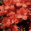 Azalka japonská 'Signalgühen' - Azalea japonica 'Signalgühen'