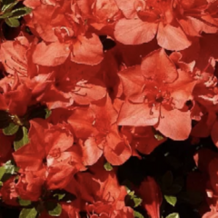 Azalka japonská 'Signalgühen' - Azalea japonica 'Signalgühen'